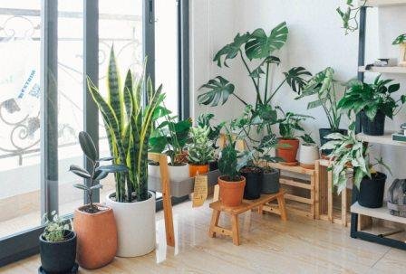 Best air purifying plants