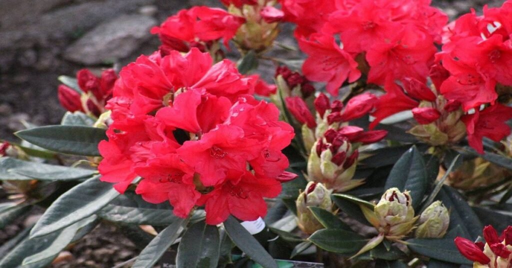 Buransh/Rhododendron arboreum