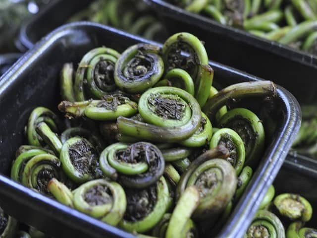 Fiddlehead Fern Benefits