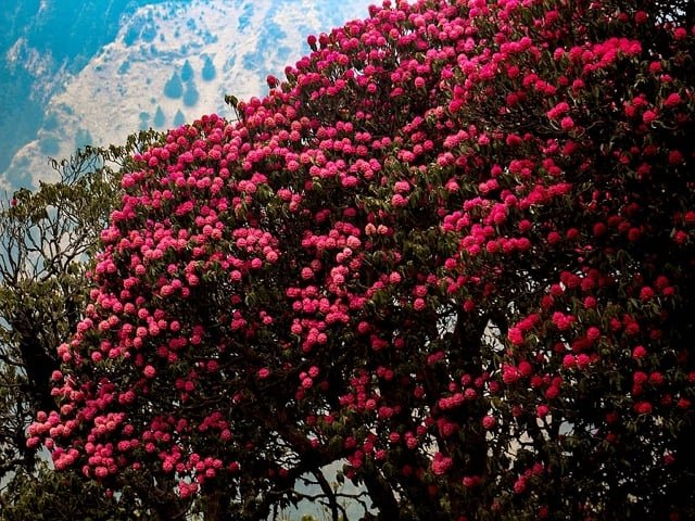 Buransh/Rhododendron arboreum Uttarakhand