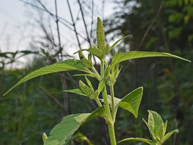 Chaulai/ Amaranth Plant