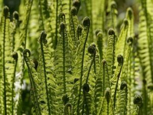 Fiddlehead Fern/ Lingdu Vegetable- Nutrition Facts and Health Benefits