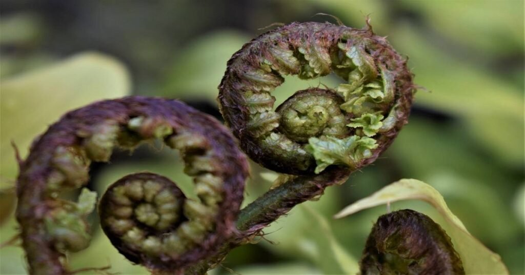 Fiddlehead Fern/ Lingdu Vegetable