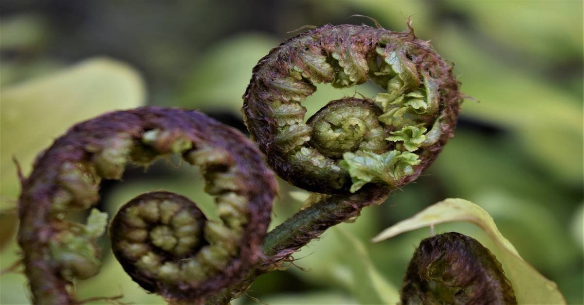 fiddlehead-fern-lingdu-vegetable-nutrition-facts-and-health-benefits