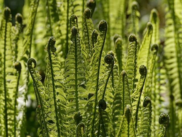 Fiddlehead Fern