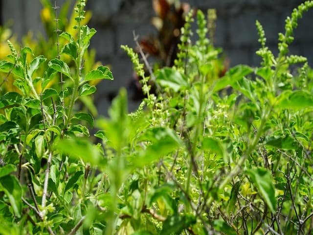 Holy Basil