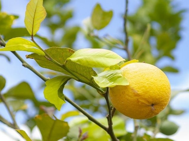 Lemon Tree