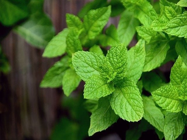 Mint or Pudina benefits our body in several ways.